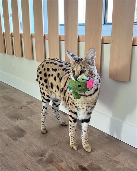 where does chloe the serval cat live|chloe the serval cat size.